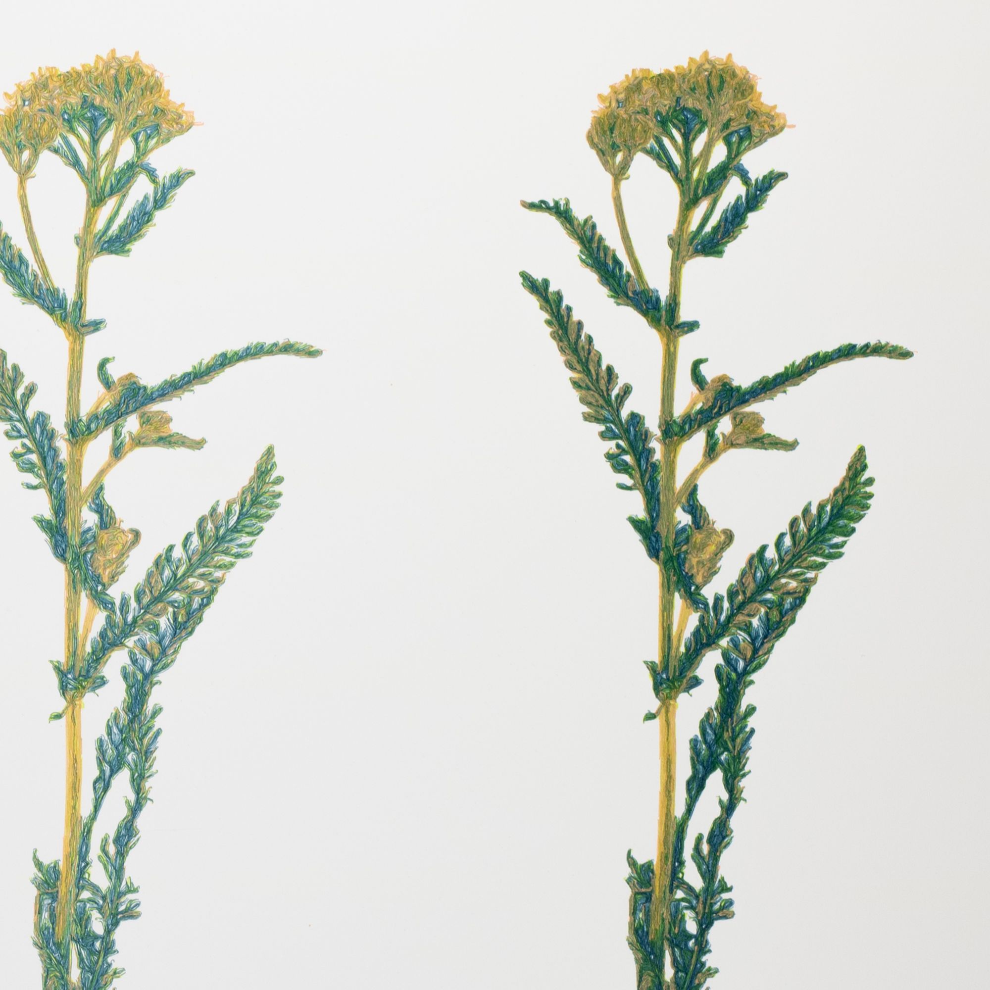 Achillea Millefolium, 2026 — detail