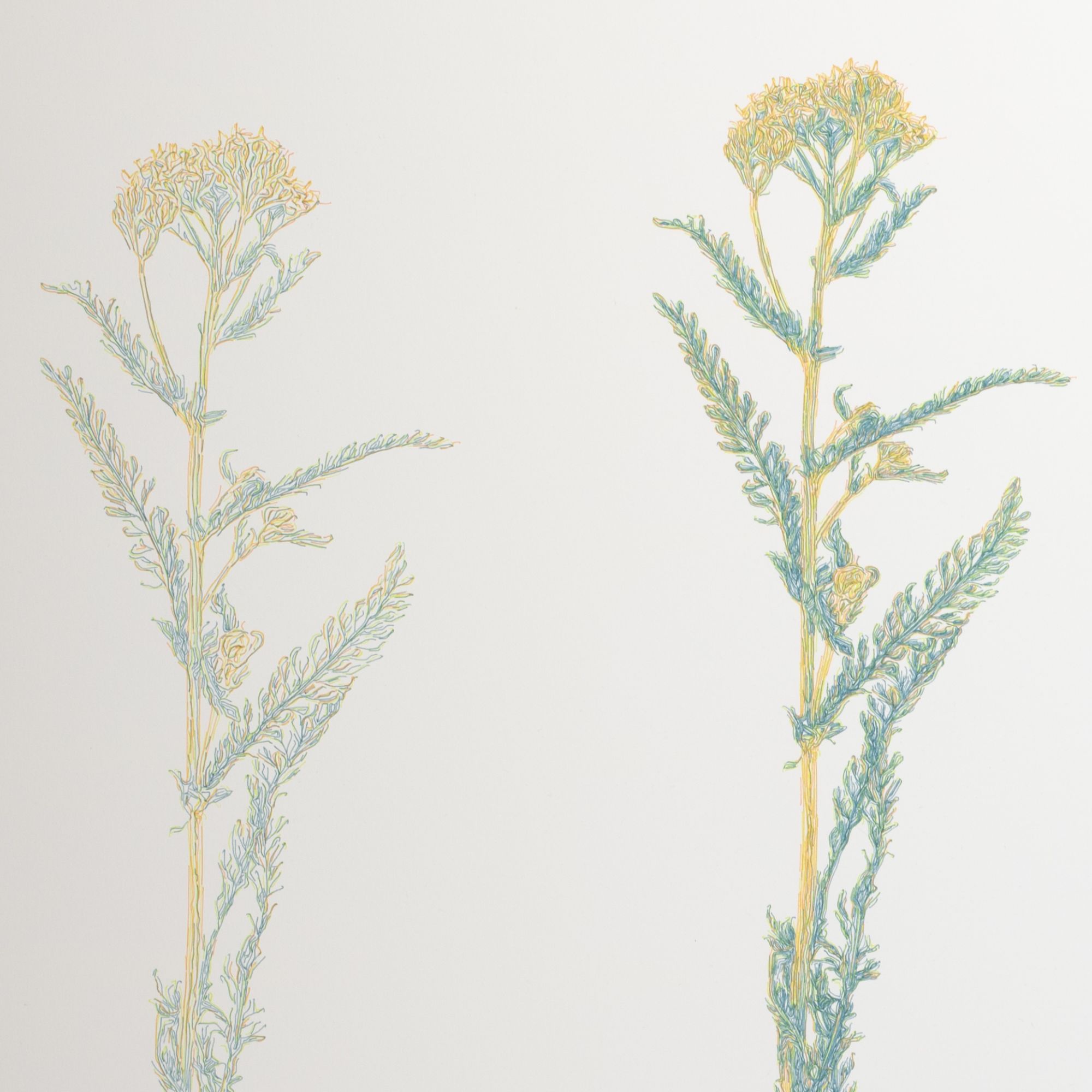 Achillea Millefolium, 2026 — detail